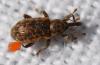 Dorytomus sp.